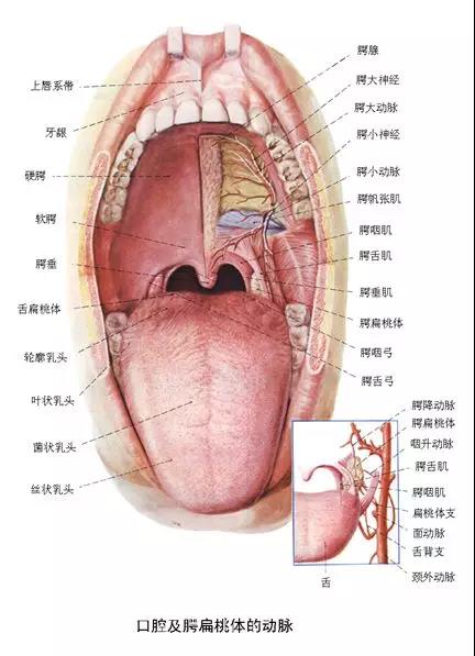 口腔及腭扁桃体的动脉.jpg