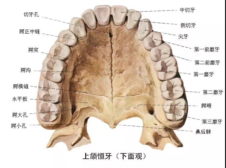 上颌恒牙（下面观）.jpg
