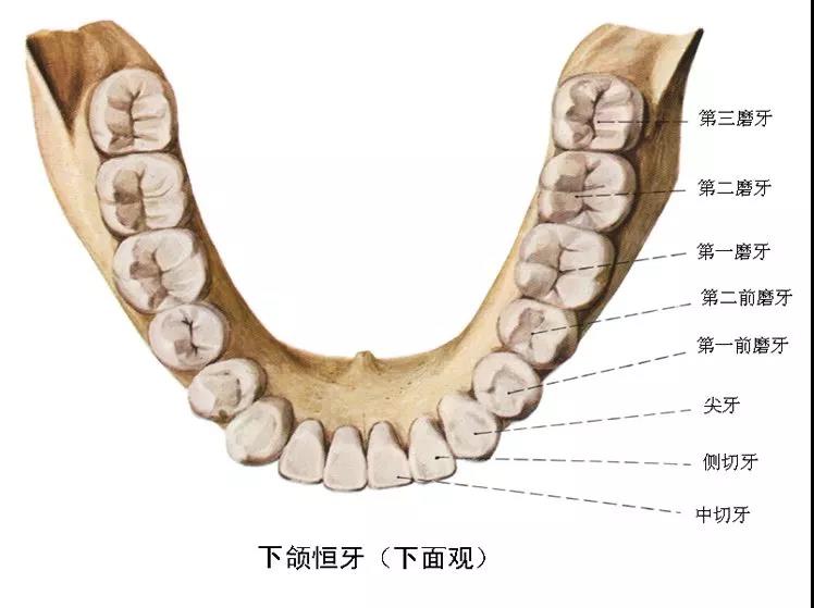 下颌恒牙（下面观）.jpg