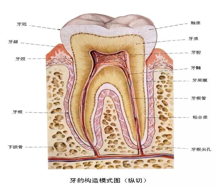 牙的构造模式图.jpg