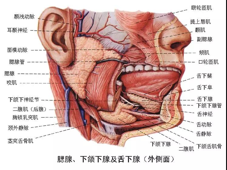 腮腺、下颌及舌下腺.jpg