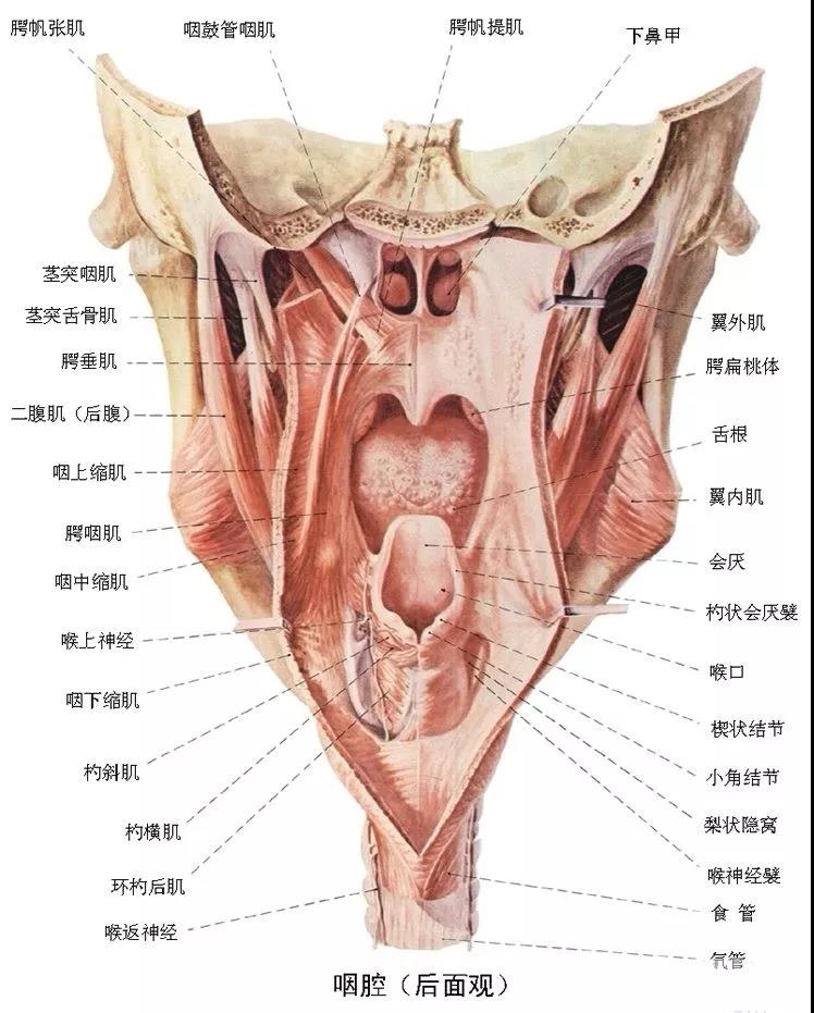咽腔（后面观）.jpg