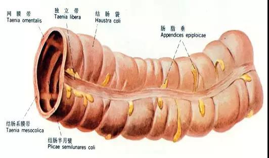 大肠-4.jpg