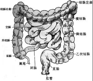 大肠-6.jpg